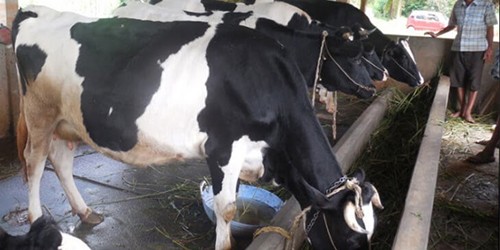 Dairy farming provides major boost to economy in Trashigang