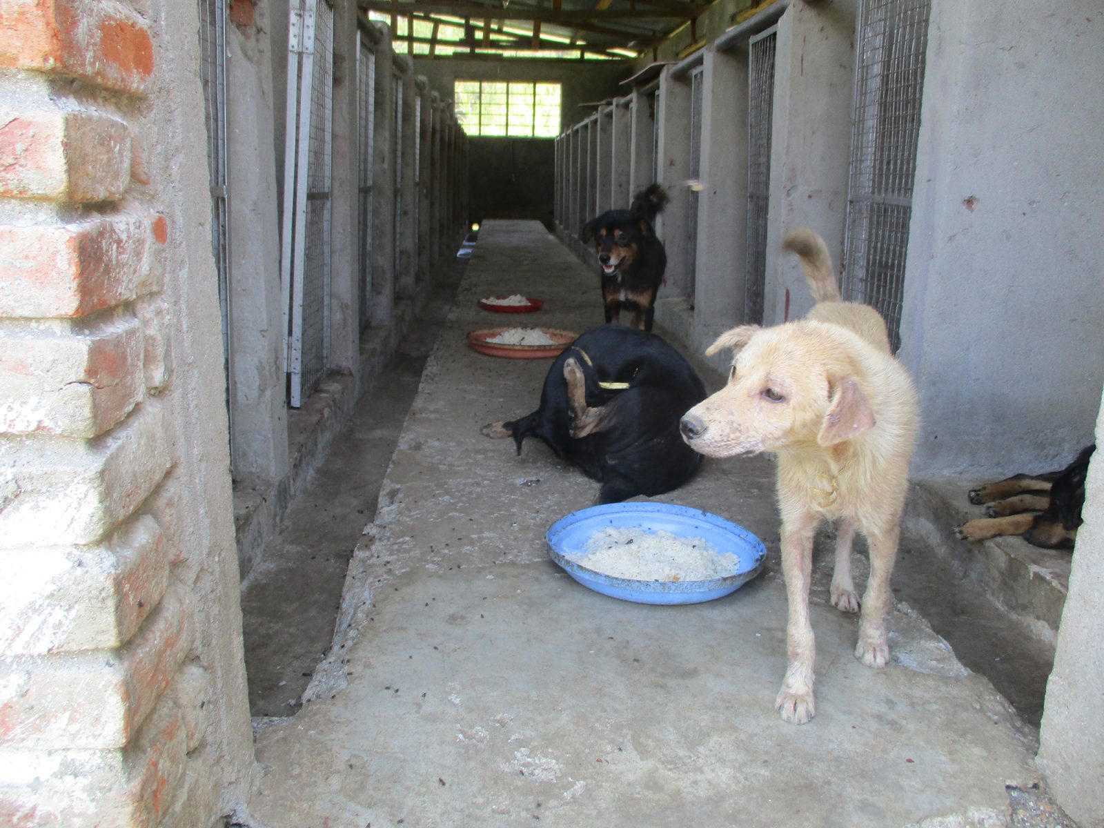 Karuna shelter: A home for ill, injured and abandoned dogs