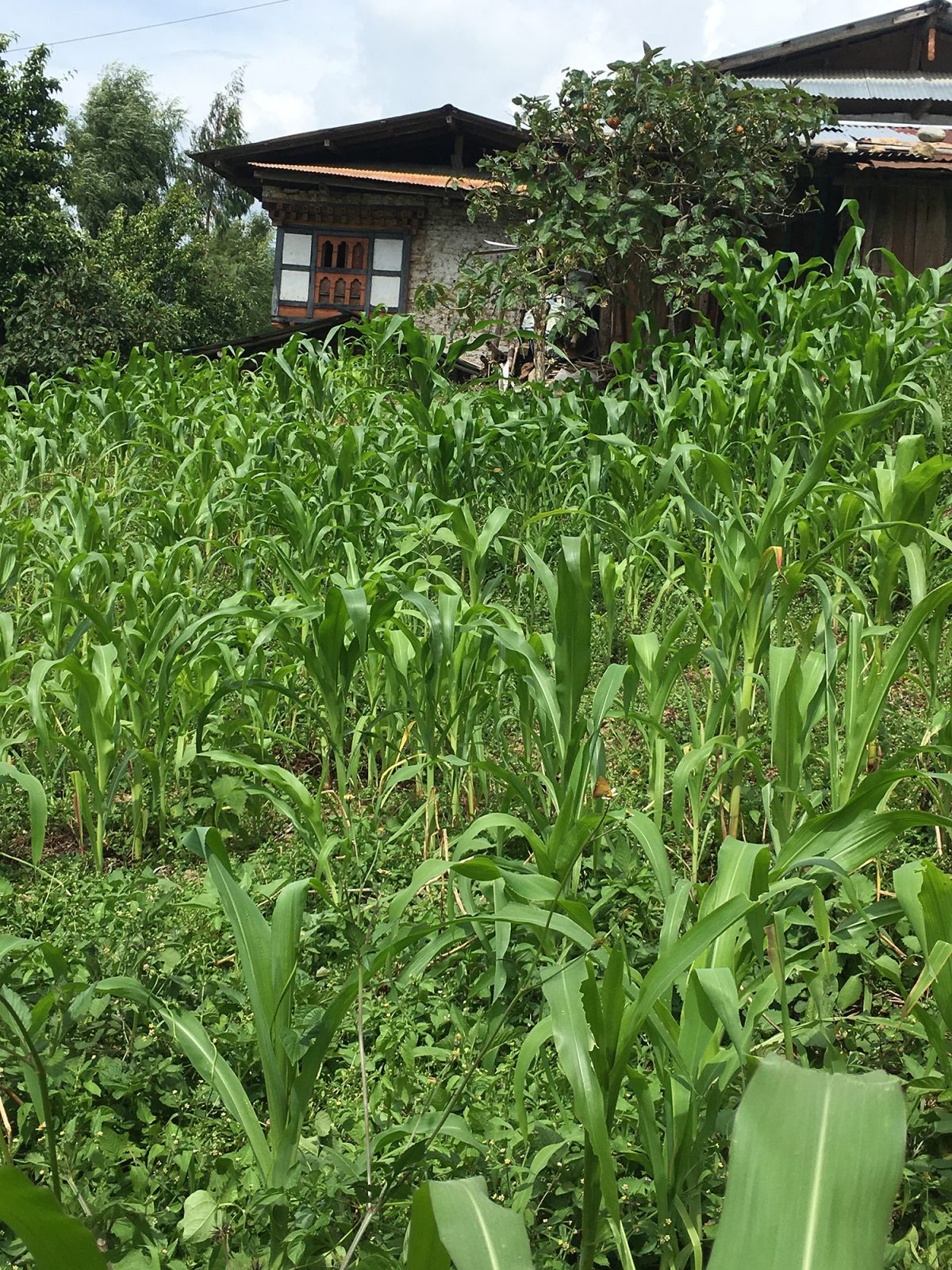 More than eight acres of maize damaged in Yangnyer gewog