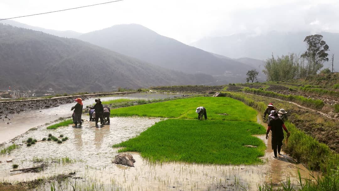 Drying up of irrigation water and poor rainfall affect paddy cultivation in Wangdue