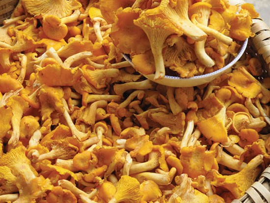 Many into hunting for Chanterelles