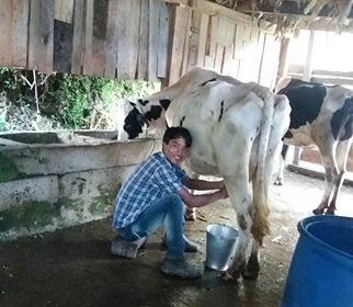 Tourist Guide turns dairy farmer