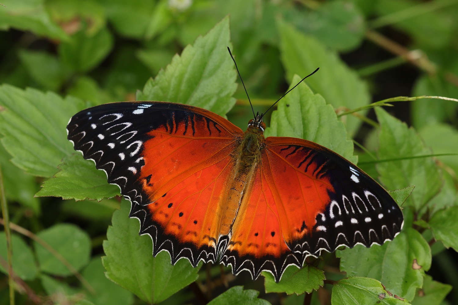 Butterflies shift their habitat due to climate change