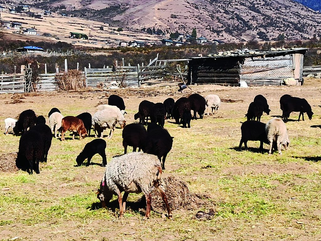 Native sheep population in Phobjikha halved