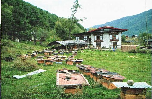 Honey production drops due to erratic weather and mismanagement