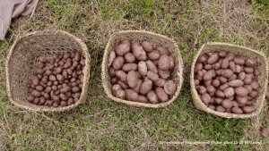 Organic potatoes surpass yield expected