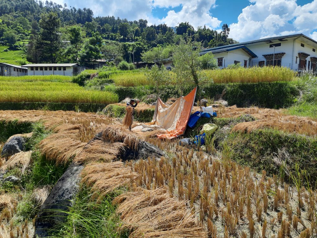 Paddy harvest delayed due to ongoing rain in Trashigang