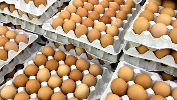Cost of egg remains exorbitant still