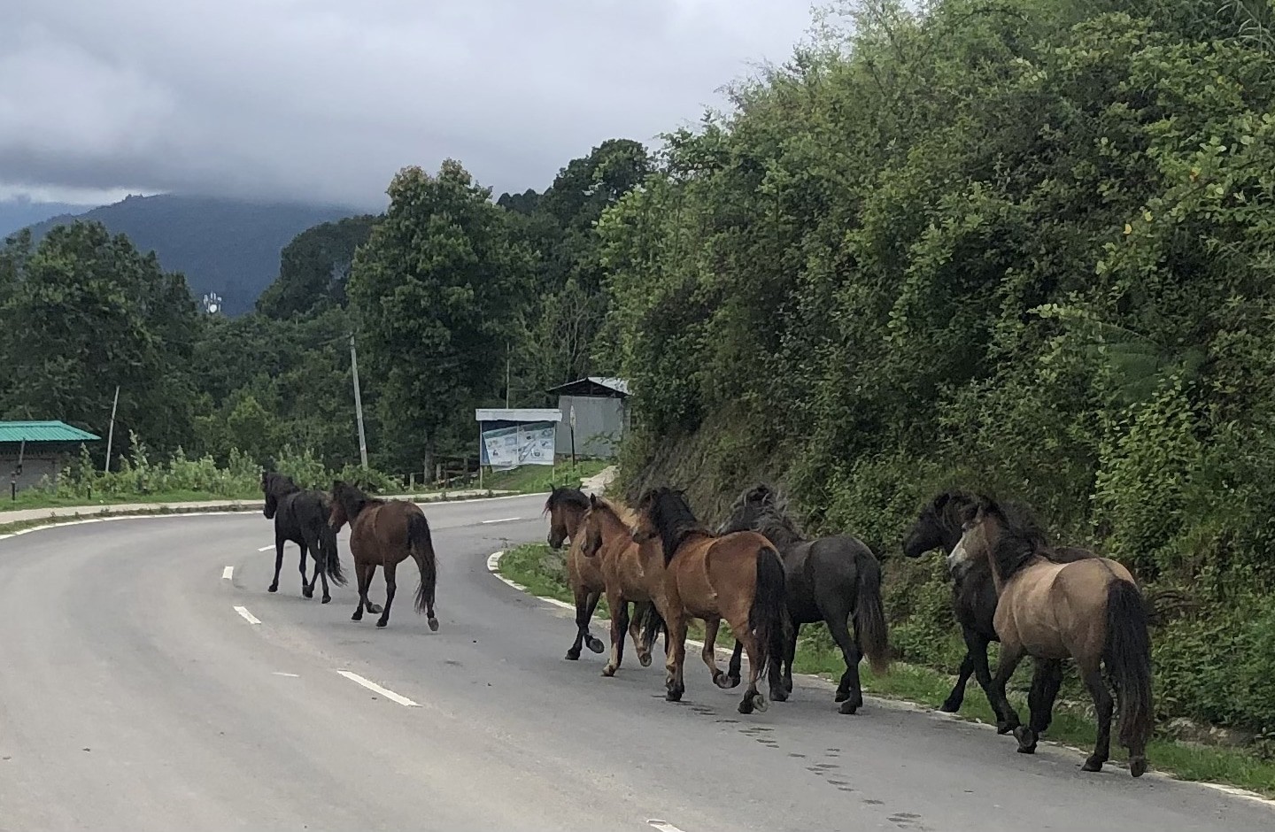 Villagers rattled by stray horses in Kanglung