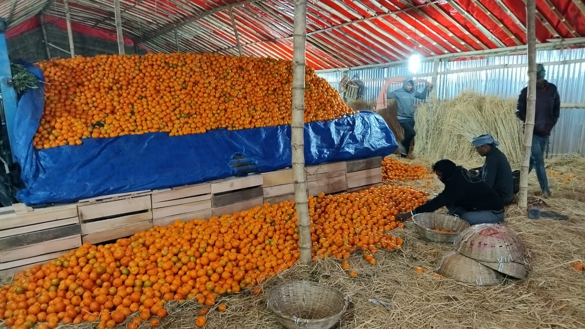 Mandarin export sees a new high after five to seven years