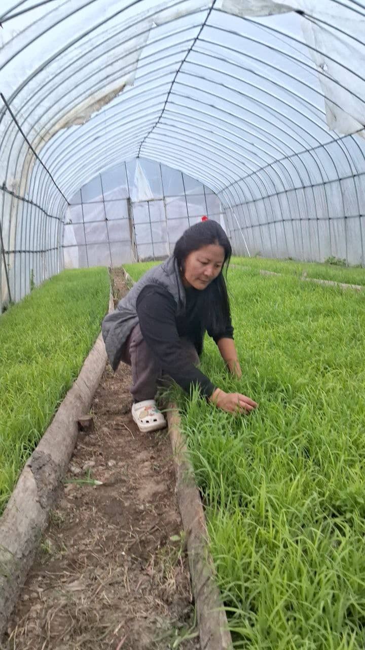 Bumthang’s Battle; A tale of resilience against rice blast