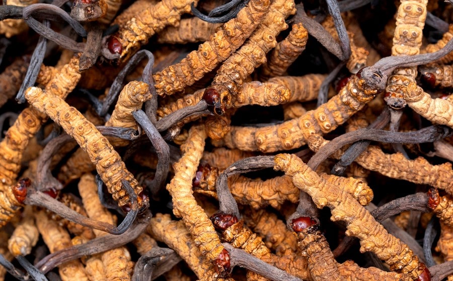Cordyceps harvest decline alarms highlanders