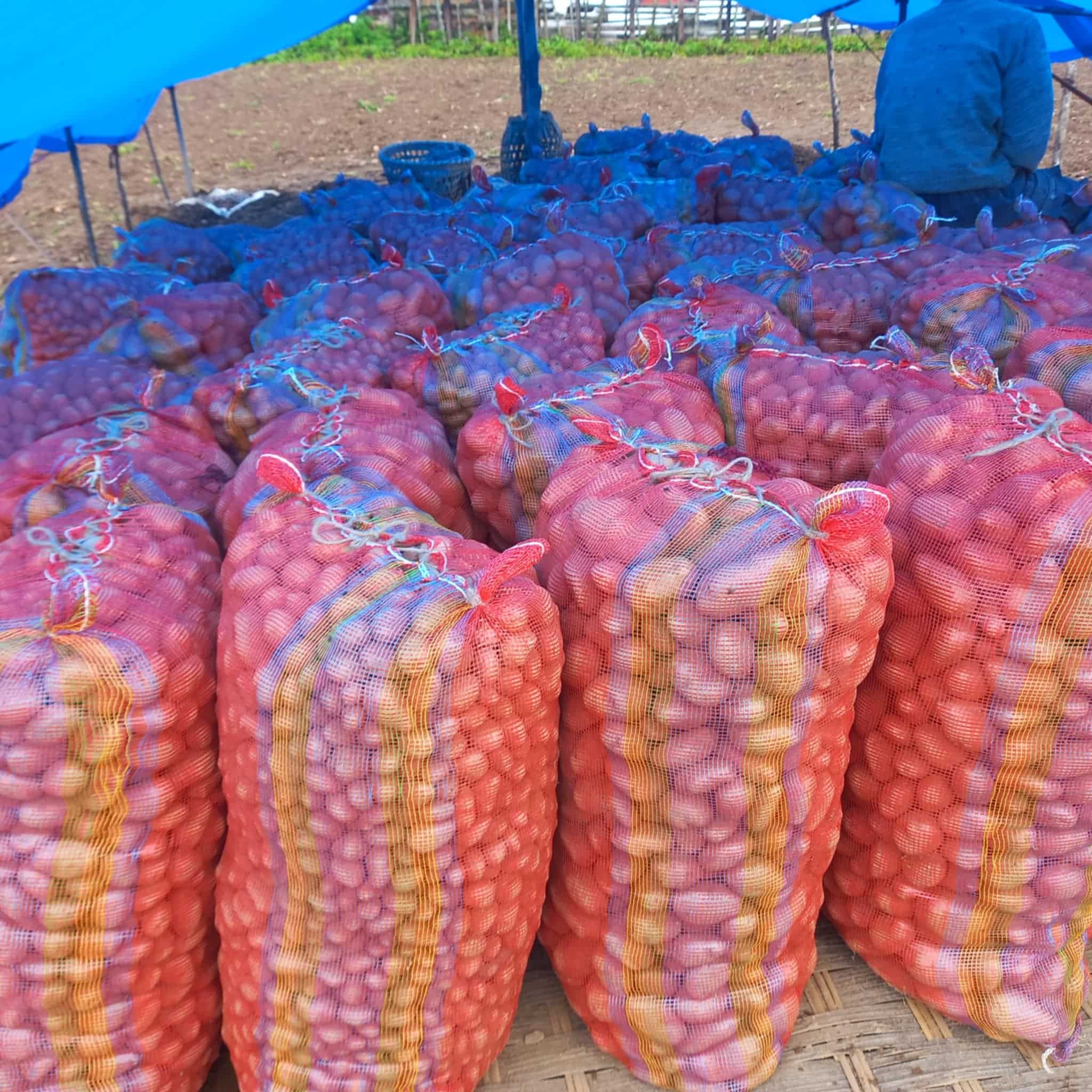 Government secures potato export approval from GoI