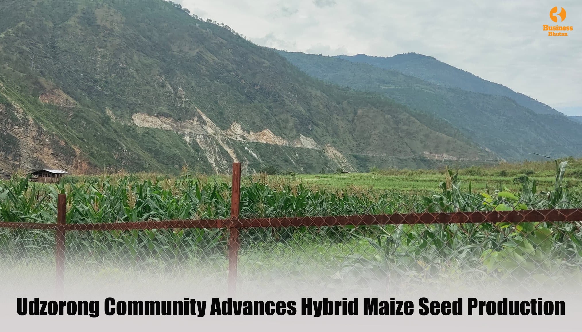 Udzorong Community Advances Hybrid Maize Seed Production