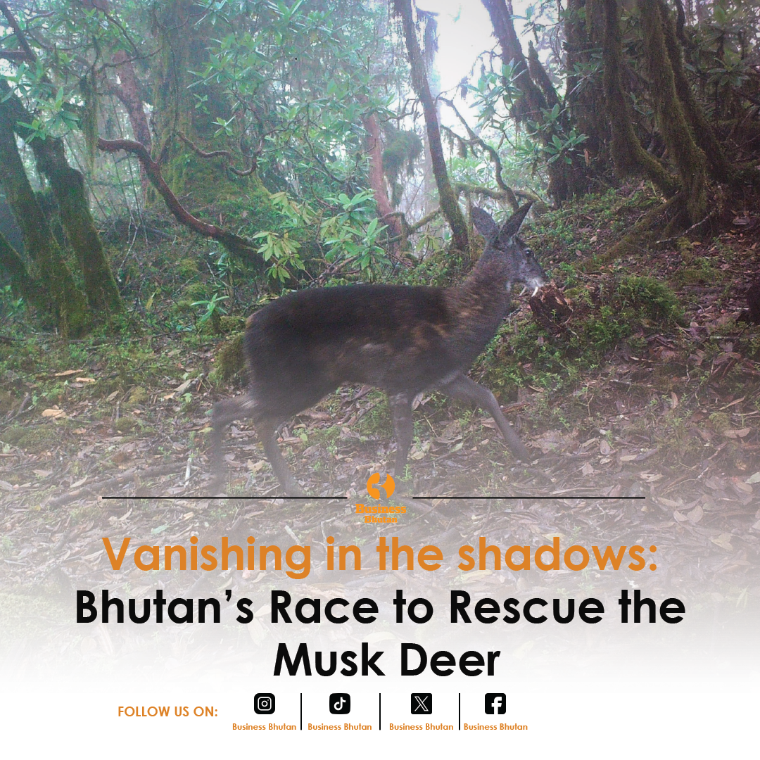 Vanishing in the Shadows: Bhutan’s Race to Rescue the Musk Deer