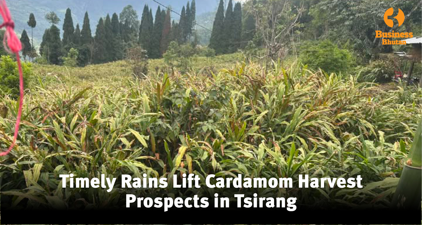 Timely Rains Lift Cardamom Harvest Prospects in Tsirang