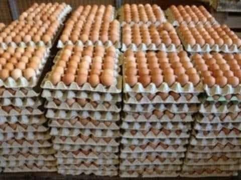 CCAA Calls for Import Reforms as High Egg Prices Strain Household Budgets