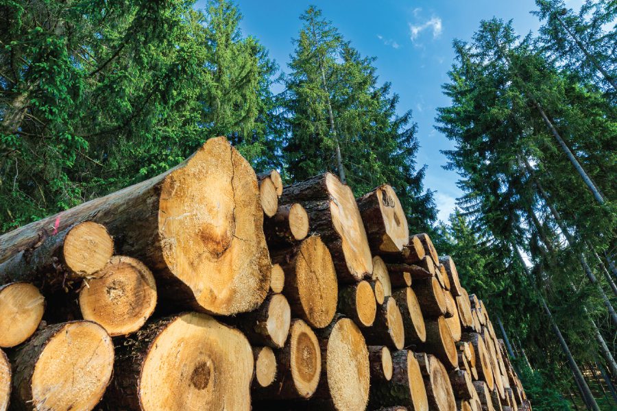 Private Sector to Play Bigger Role in Timber Economy