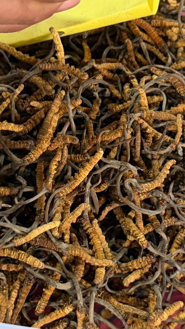 Three-quarters of Cordyceps Goes Unsold